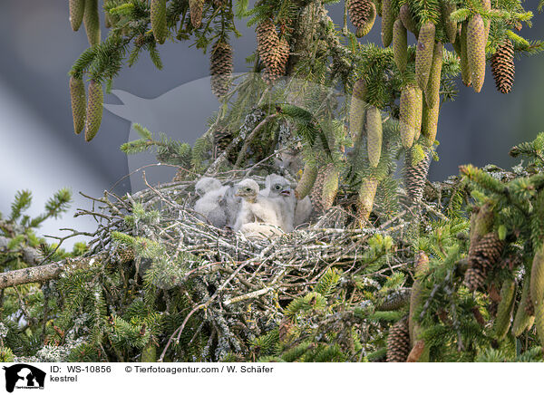kestrel / WS-10856