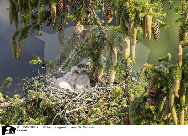 kestrel / WS-10857