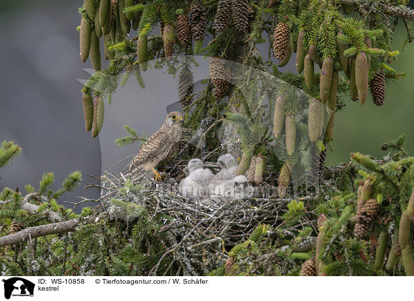 kestrel / WS-10858