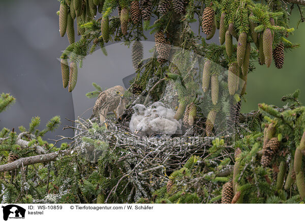 kestrel / WS-10859