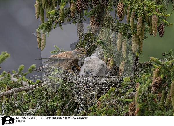 kestrel / WS-10860