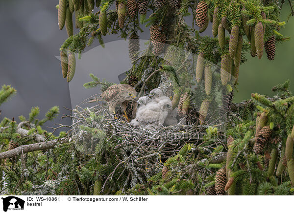 kestrel / WS-10861