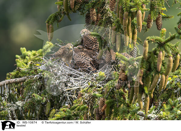 kestrel / WS-10874