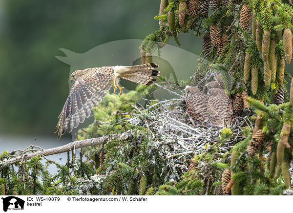 kestrel / WS-10879