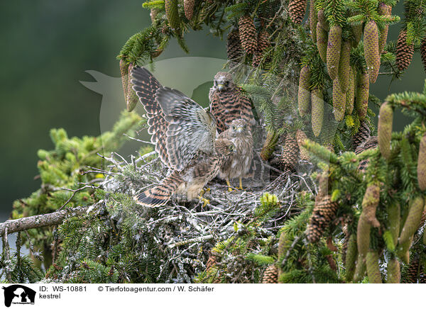kestrel / WS-10881