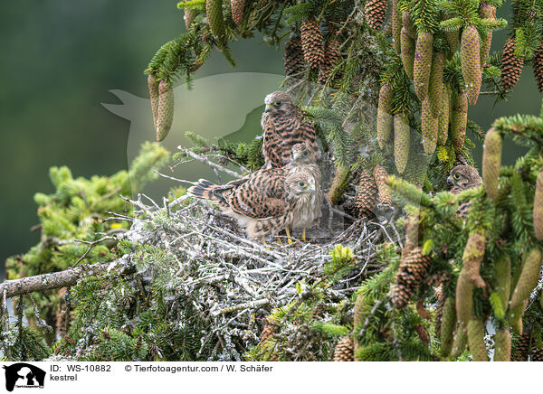 kestrel / WS-10882