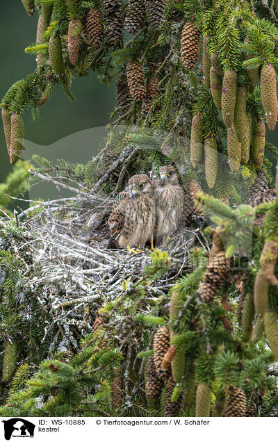 kestrel / WS-10885