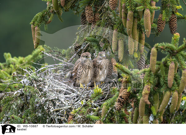 kestrel / WS-10887