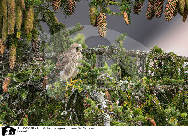 kestrel / WS-10894