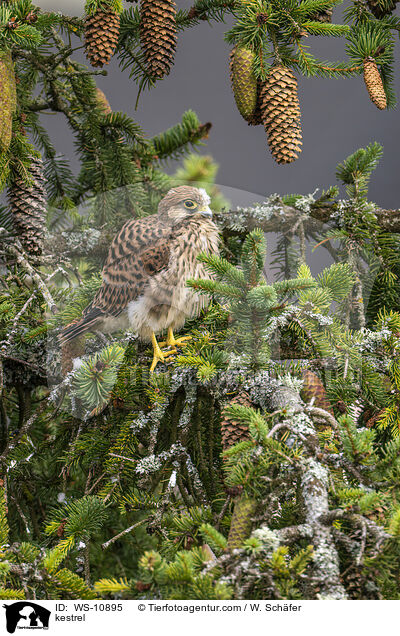 Turmfalke / kestrel / WS-10895