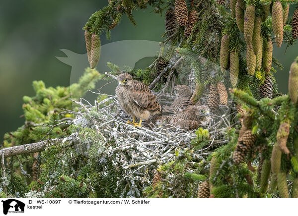 kestrel / WS-10897