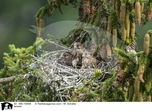 kestrel / WS-10898