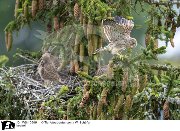 kestrel / WS-10906