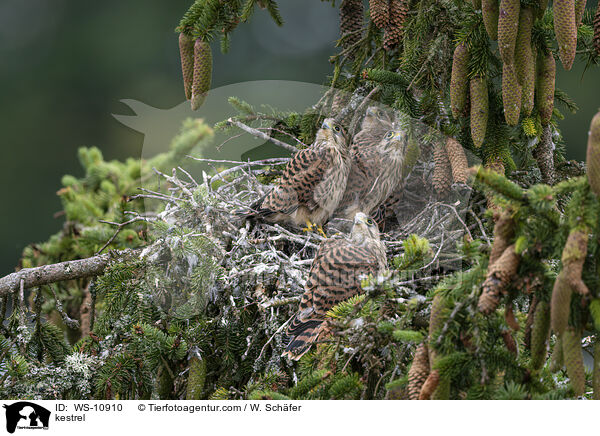 Turmfalke / kestrel / WS-10910