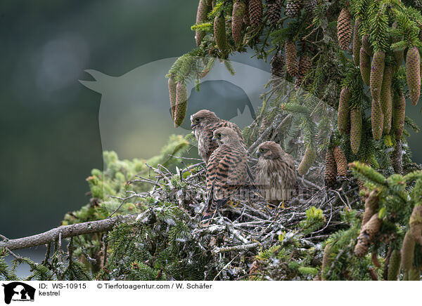 kestrel / WS-10915