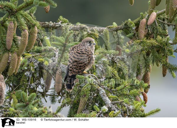 kestrel / WS-10916