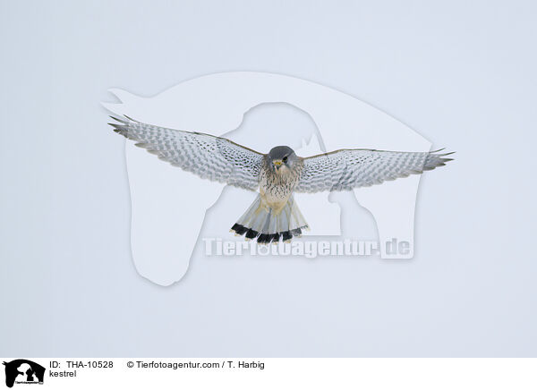 Turmfalke / kestrel / THA-10528