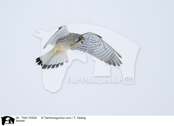 Turmfalke / kestrel / THA-10529