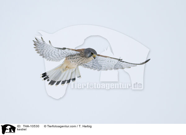 kestrel / THA-10530
