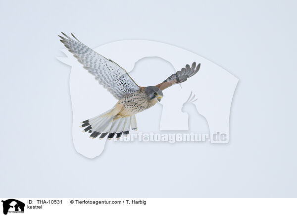 kestrel / THA-10531