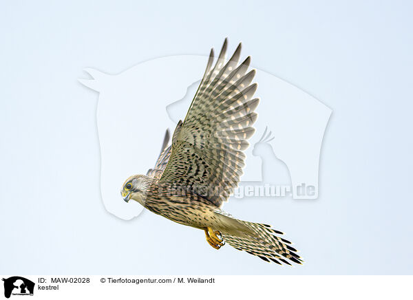 kestrel / MAW-02028