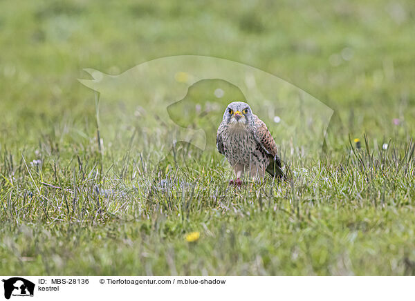 Turmfalke / kestrel / MBS-28136