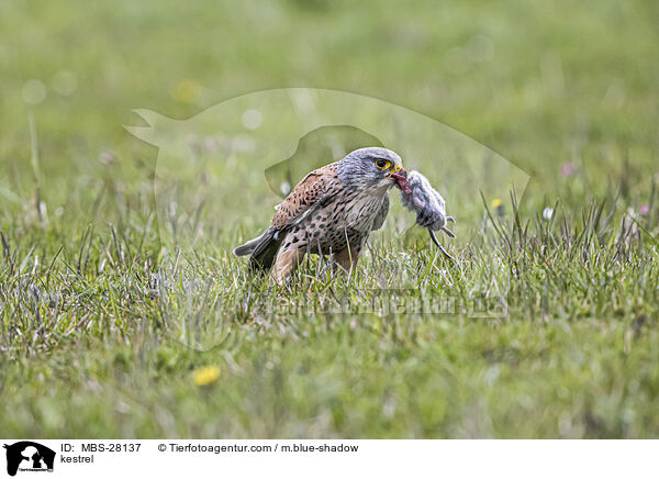 Turmfalke / kestrel / MBS-28137