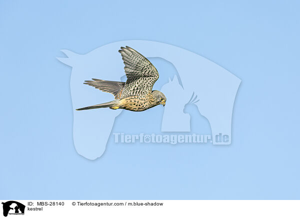 kestrel / MBS-28140