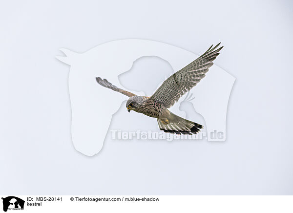 kestrel / MBS-28141