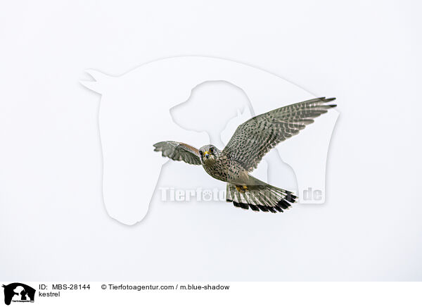 kestrel / MBS-28144