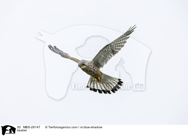 kestrel / MBS-28147