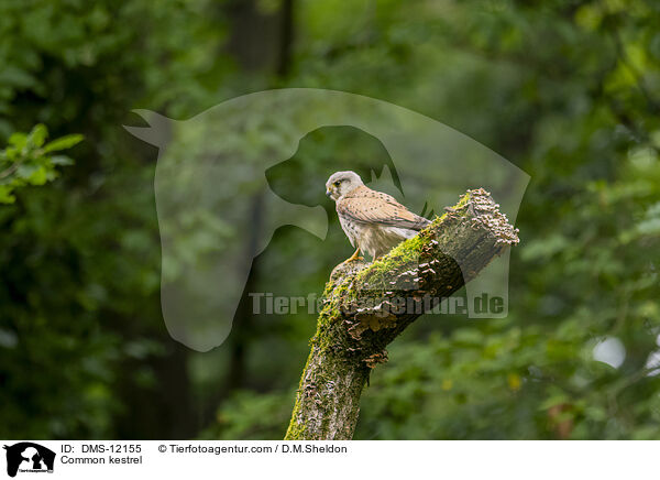 Common kestrel / DMS-12155