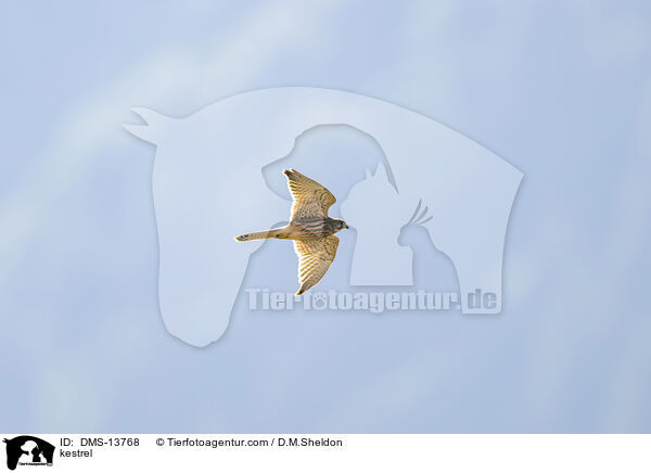 Turmfalke / kestrel / DMS-13768