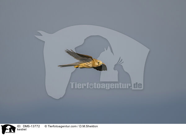 Turmfalke / kestrel / DMS-13772