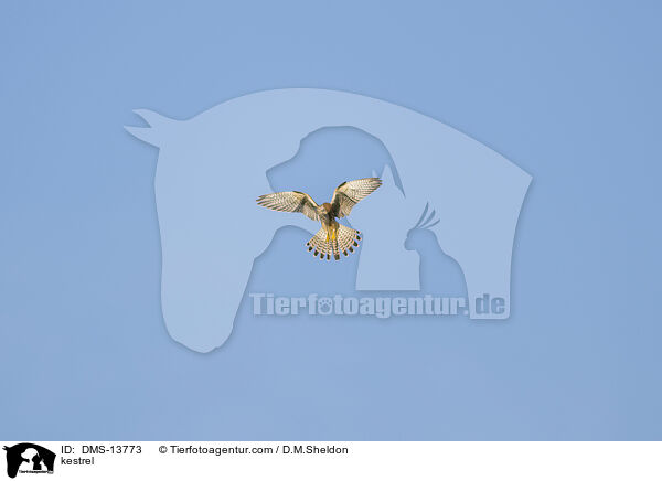 Turmfalke / kestrel / DMS-13773