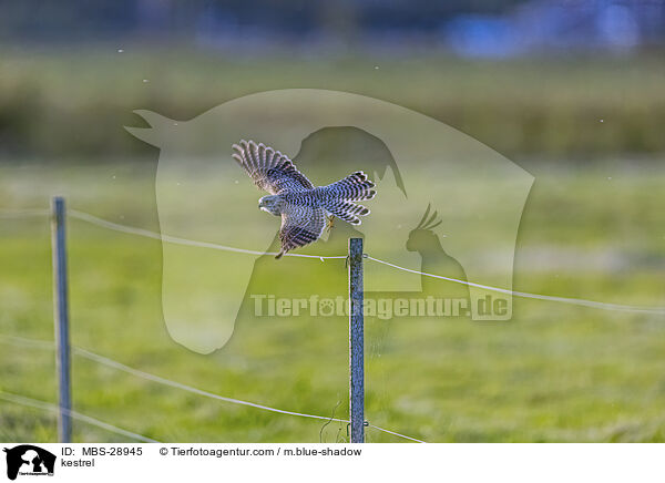 Turmfalke / kestrel / MBS-28945