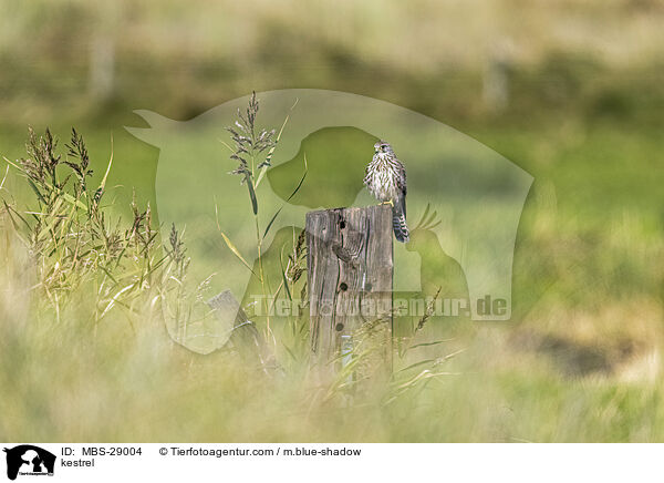 Turmfalke / kestrel / MBS-29004