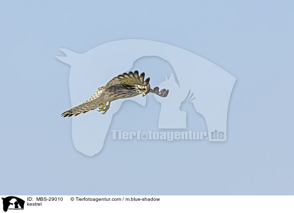 Turmfalke / kestrel / MBS-29010