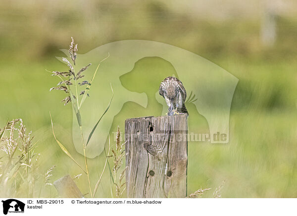 Turmfalke / kestrel / MBS-29015