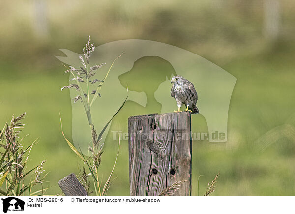 Turmfalke / kestrel / MBS-29016