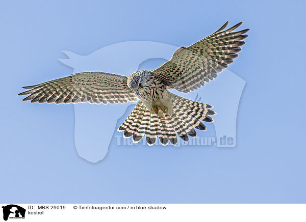 Turmfalke / kestrel / MBS-29019