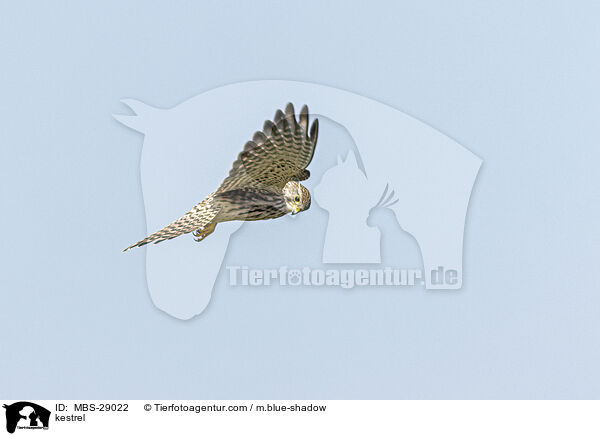 Turmfalke / kestrel / MBS-29022