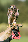 kestrel