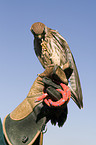kestrel