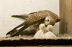 kestrels