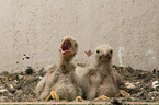 young kestrels