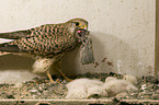 kestrels