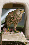 kestrel