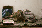 kestrels