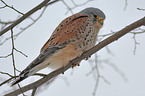 kestrel